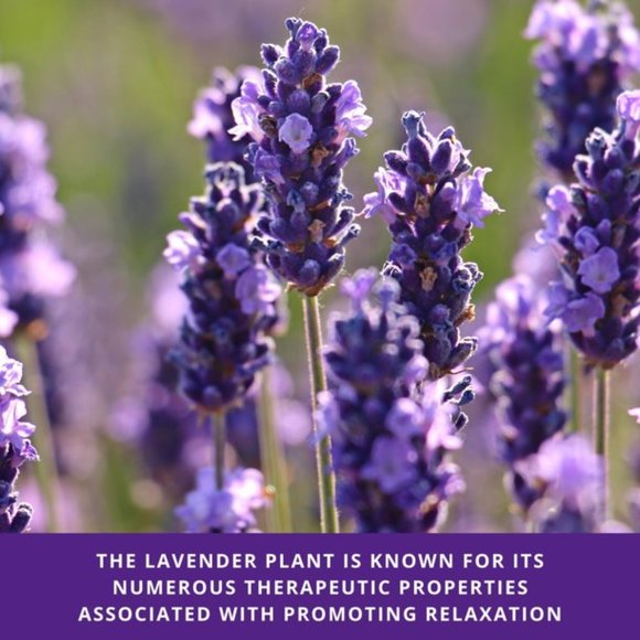 Guru Nanda - True Lavender Essential Oil Value Size - Picture 5 of 8